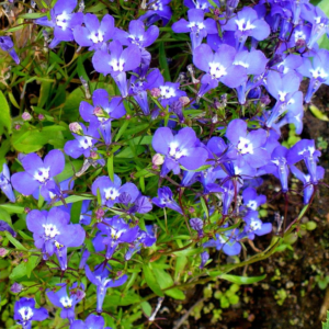 Lobelia Erinus Riviera 'Blue Eyes'
