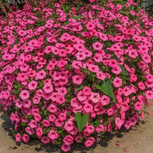 Petunia Supertunia Vista Bubblegum