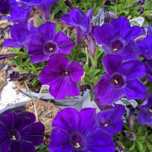 Petunia Supertunia 'Royal Velvet'
