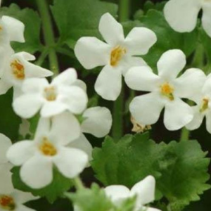 Sutera 'Bridal Showers' Bacopa