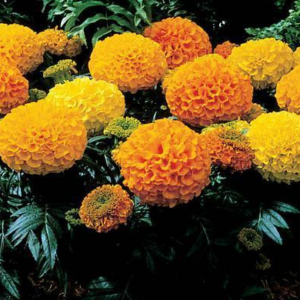 Tagetes Erecta (Marigold) Antigua 'Mix'