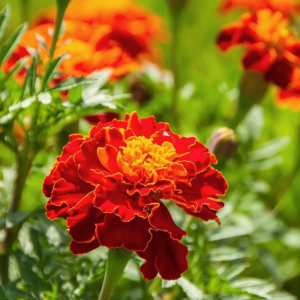 Tagetes Patula nana (French Marigold) Happy Mix