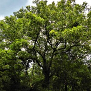 Juglans Nigra Eastern Black Walnut
