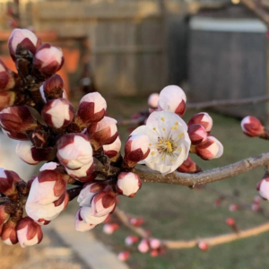 Prunus Armeniaca Moorpark Apricot