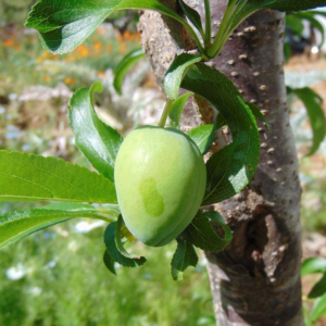 Prunus Salicina 'Alderman' Plum