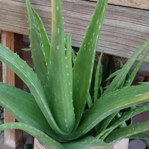 Aloe Barbadensis 'Miller' Aloe Vera