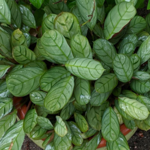 Ctenanthe Burle-Marxii Sweet Dreams 'Burle-marxii' (Amagris)