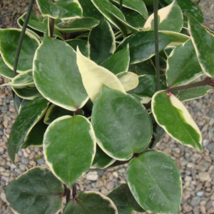 Hoya Carnosa Hoya Tricolor