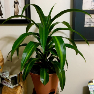 Dracaena Warneckii Hawaiian Sunshine