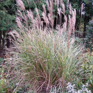 Miscanthus Sinensis 'Little Zebra' Maiden Grass