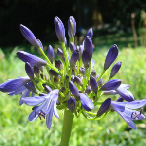 Agapanthus Praecox (African Lily) Lily of the Nile