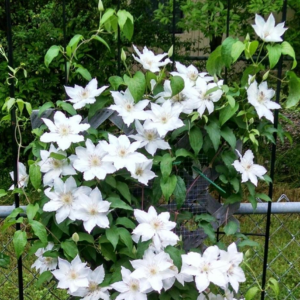 Clematis 'Henryi'
