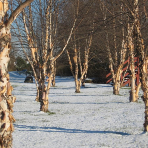 Betula Nigra 'Heritage' River Birch