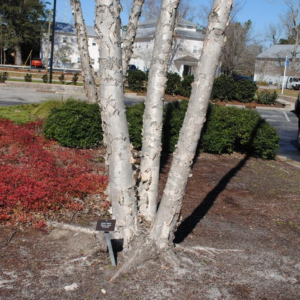 Betula Nigra Dura Heat River Birch