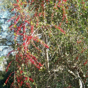Ilex Vomitoria 'Pendula' Weeping Yaupon Holly