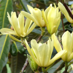 Magnolia 'Butterflies'