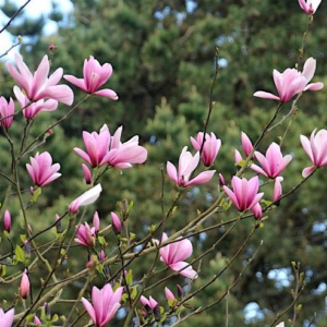 Magnolia Galaxy