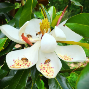 Magnolia Grandiflora 'Bracken's Brown Beauty'