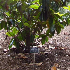 Magnolia Grandiflora Southern Magnolia