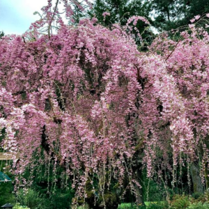 Prunus 'Pink Snow Showers' Weeping Cherry