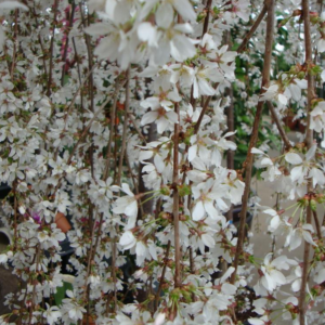 Prunus 'Snow Fountains' Weeping Cherry