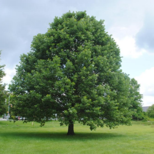 Quercus Bicolor Swamp White Oak