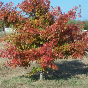 Quercus Rubra Northern Red Oak
