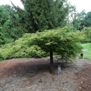Taxodium Distichum Bald Cypress