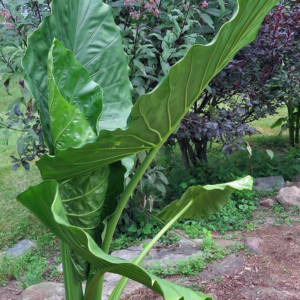 Alocasia X Calidora Elephant Ear
