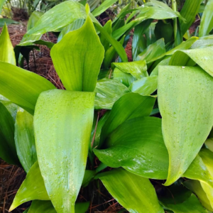 Aspidistra Elatior Cast Iron Plant