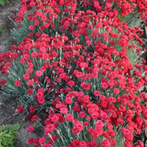 Dianthus Fruit Punch 'Maraschino'