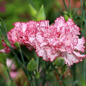 Dianthus Caryophyllus (Carnation) 'Sunflor Cody'