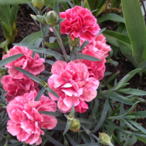 Dianthus Caryophyllus (Carnation) 'Sunflor Finesse'