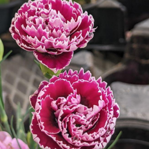 Dianthus Caryophyllus (Carnation) 'Sunflor Sofia'