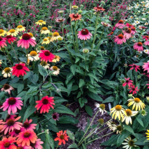 Echinacea 'Cheyenne Spirit' Coneflower
