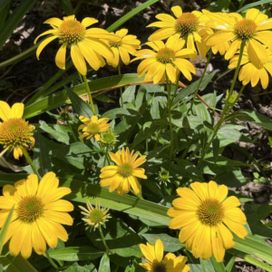 Echinacea (Coneflower) Sombrero 'Lemon Yellow'