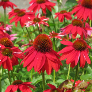 Echinacea (Coneflower) Sombrero 'Salsa Red'