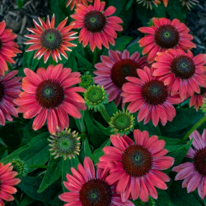 Echinacea (Coneflower) Summersong 'Firefinch'