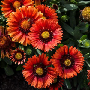 Gaillardia 'Arizona Red Shades' Blanket Flower