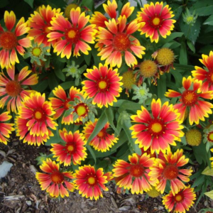 Gaillardia 'Arizona Sun' Blanket Flower