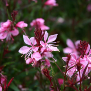 Gaura Lindheimeri 'Passionate Blush'