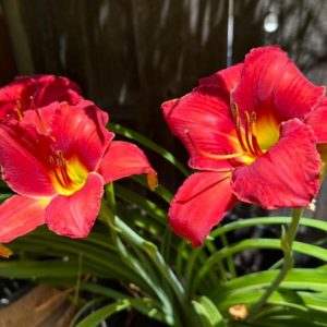 Hemerocallis 'Chicago Fire' Daylily