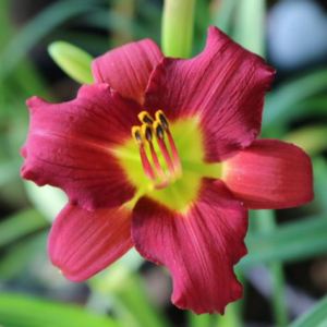 Hemerocallis 'Ruby Stella' Daylily