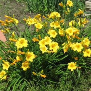 Hemerocallis (Daylily) 'Stella d' Oro'