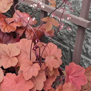 Heuchera 'Carnival Cinnamon Stick' Coral Bell