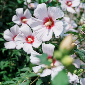 Hibiscus 'Dark Mystery' Rose Mallow