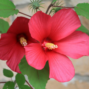 Hibiscus Moscheutos (Rose-Mallow) Head Over Heels 'Desire'