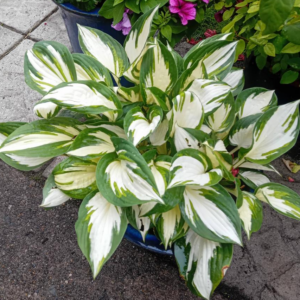Hosta (Plantain Lily) 'Patriot'