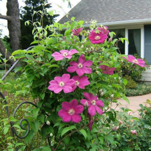 Clematis 'Ernest Markham'