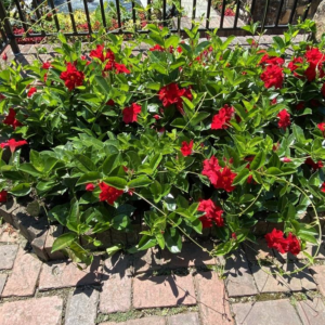 Dipladenia 'Rio™ Deep Red'